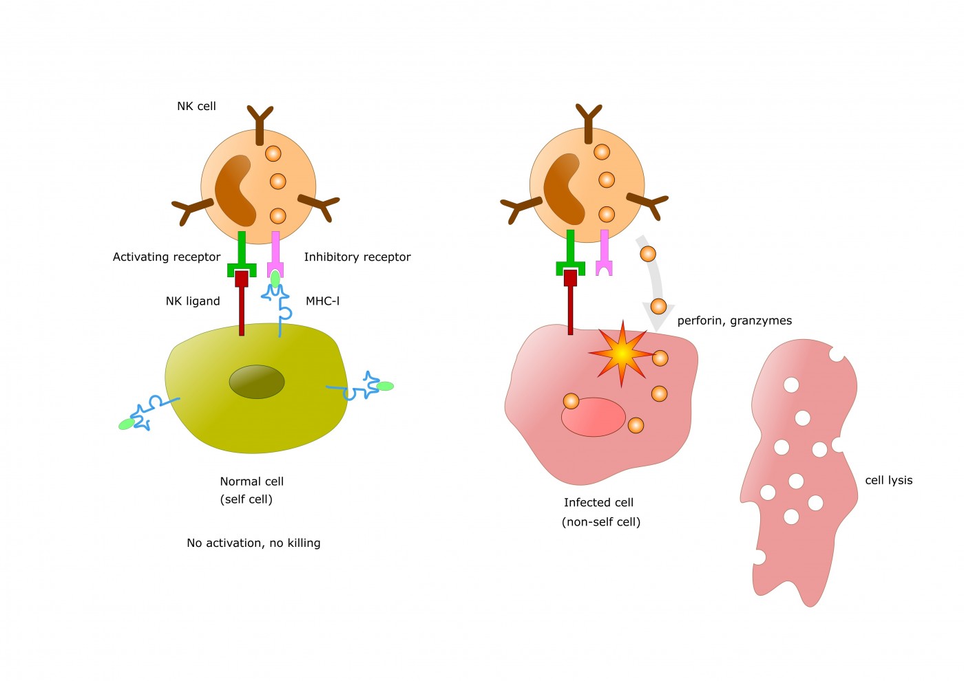 Foxo1 Downregulates Anti-Tumor Activity of Natural Killer Cells