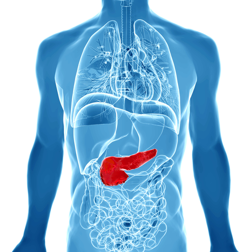 Pancreatic Cancer Immunotherapy Increases Survival in Mouse Models