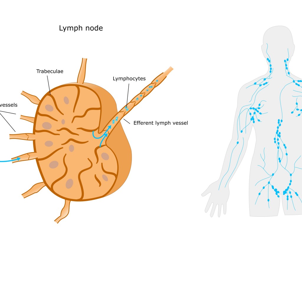 draining lymph nodes图片