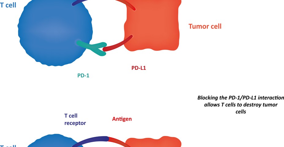 Tumor-fighting Gene Also Regulates Immune Response to Cancer
