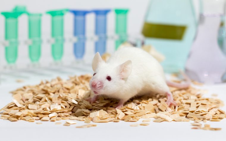 Radiation-immunotherapy combo improves lung cancer outcomes in animal studies