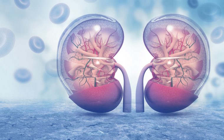 Preventing kidney transplant rejection