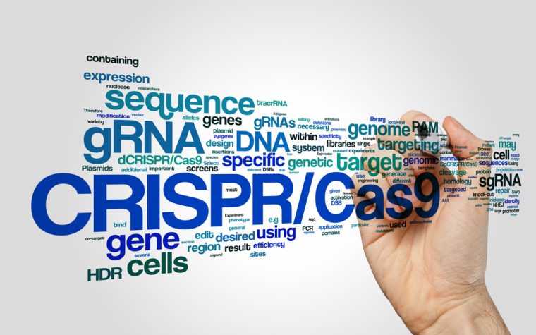 CRISPR therapy partnership